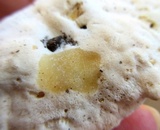 Tyromyces chioneus image