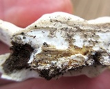 Tyromyces chioneus image