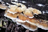 Trametopsis cervina image