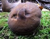 Agrocybe firma image