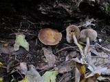 Agrocybe firma image