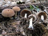 Psathyrella delineata image