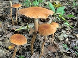 Leratiomyces squamosus var. thraustus image