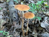 Leratiomyces squamosus image