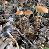 Leratiomyces squamosus var. thraustus image