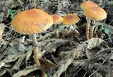 Leratiomyces squamosus image