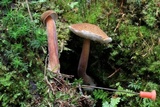 Austroboletus gracilis image