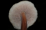 Austroboletus gracilis image
