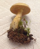 Suillus punctipes image