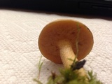 Suillus punctipes image