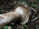 Russula nigricans image