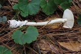 Amanita xylinivolva image