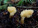 Spathularia flavida image