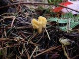 Spathularia flavida image