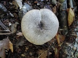 Tricholoma atrosquamosum image