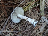 Tricholoma myomyces var. cystidiotum image