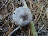 Tricholoma myomyces var. cystidiotum image