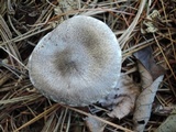 Tricholoma myomyces var. cystidiotum image