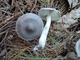 Tricholoma myomyces var. cystidiotum image
