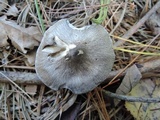 Tricholoma myomyces var. cystidiotum image