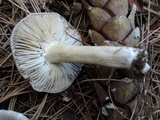 Tricholoma myomyces var. cystidiotum image