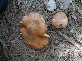 Suillus weaverae image