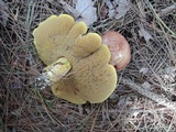 Suillus weaverae image
