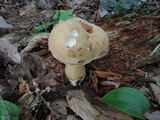 Tylopilus felleus image