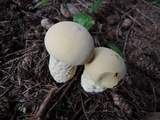 Lycoperdon excipuliforme image