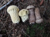 Lycoperdon excipuliforme image
