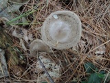 Ampulloclitocybe clavipes image
