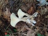 Ampulloclitocybe clavipes image