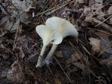 Ampulloclitocybe clavipes image