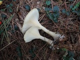 Ampulloclitocybe clavipes image