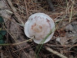 Clitocybe martiorum image