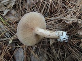 Clitocybe martiorum image