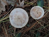 Clitocybe martiorum image