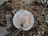 Clitocybe martiorum image