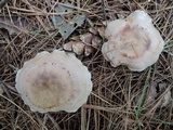Clitocybe martiorum image