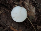 Clitocybe robusta image