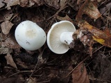 Clitocybe robusta image