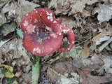 Russula vinacea image