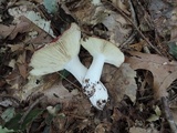 Russula vinacea image