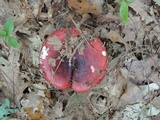 Russula vinacea image