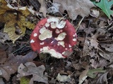 Russula vinacea image
