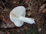Russula silvicola image