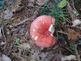 Russula silvicola image