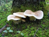 Hypsizygus ulmarius image
