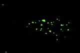 Mycena perlae image