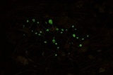 Mycena perlae image